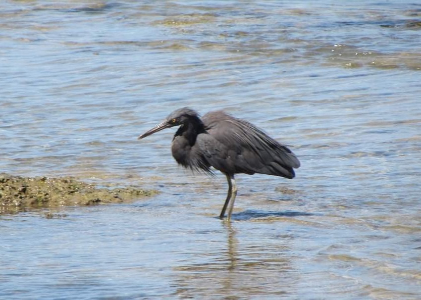 Pacific Reef-Heron - ML626276917