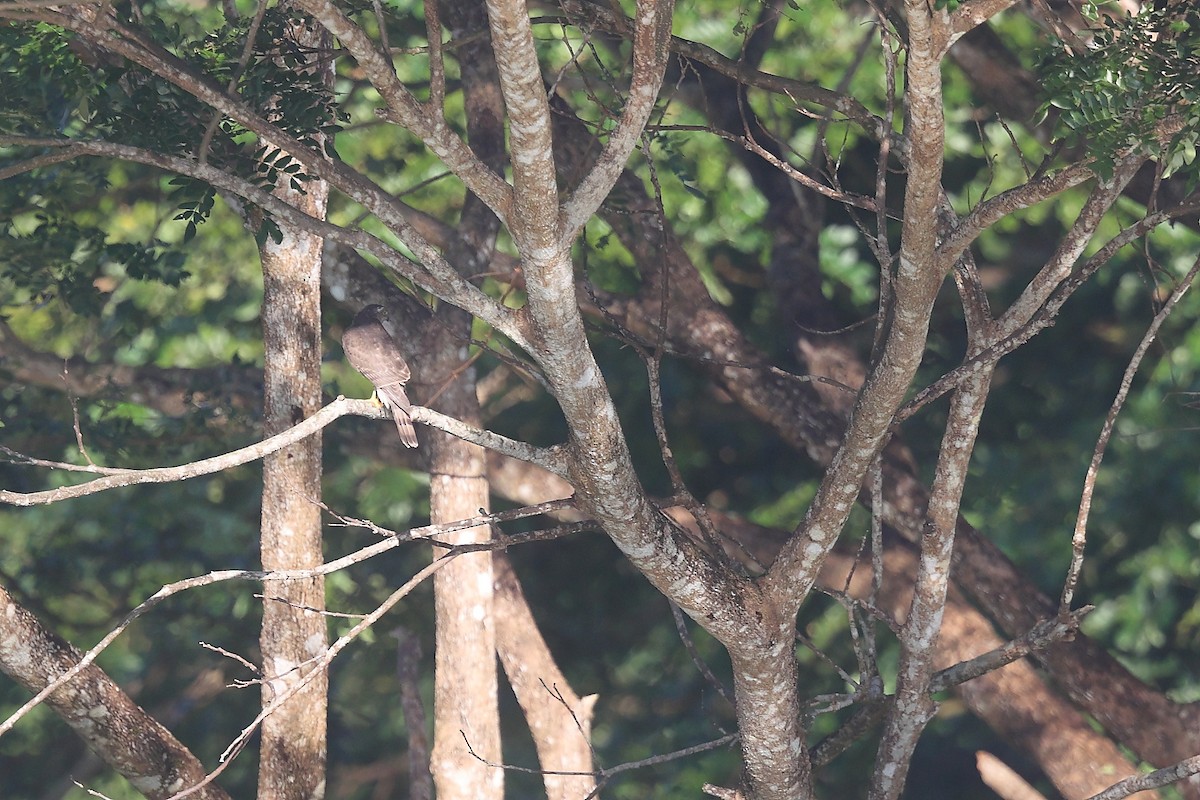 finkehauk - ML626277113