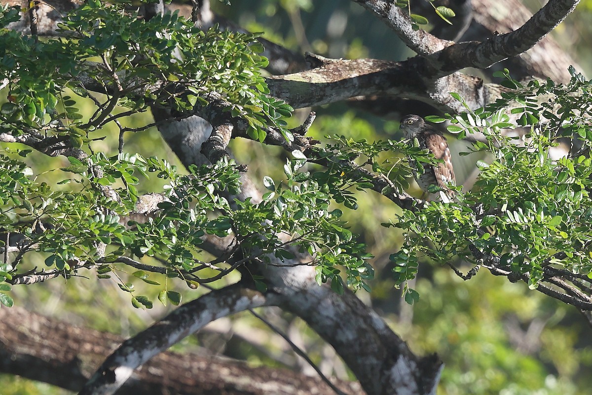 finkehauk - ML626277114