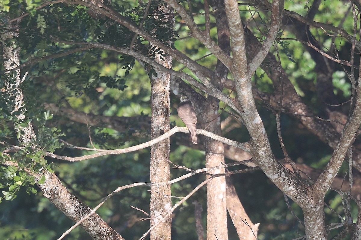 finkehauk - ML626277115