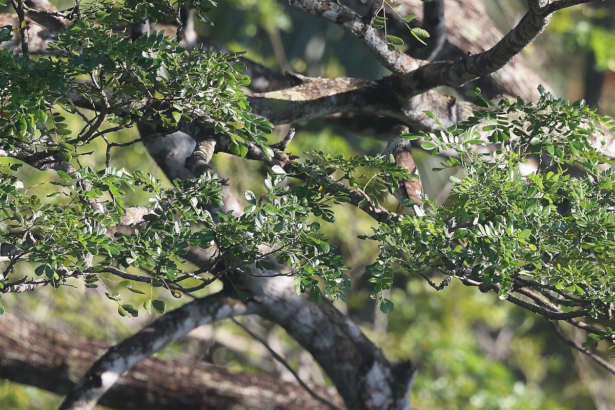 finkehauk - ML626277116