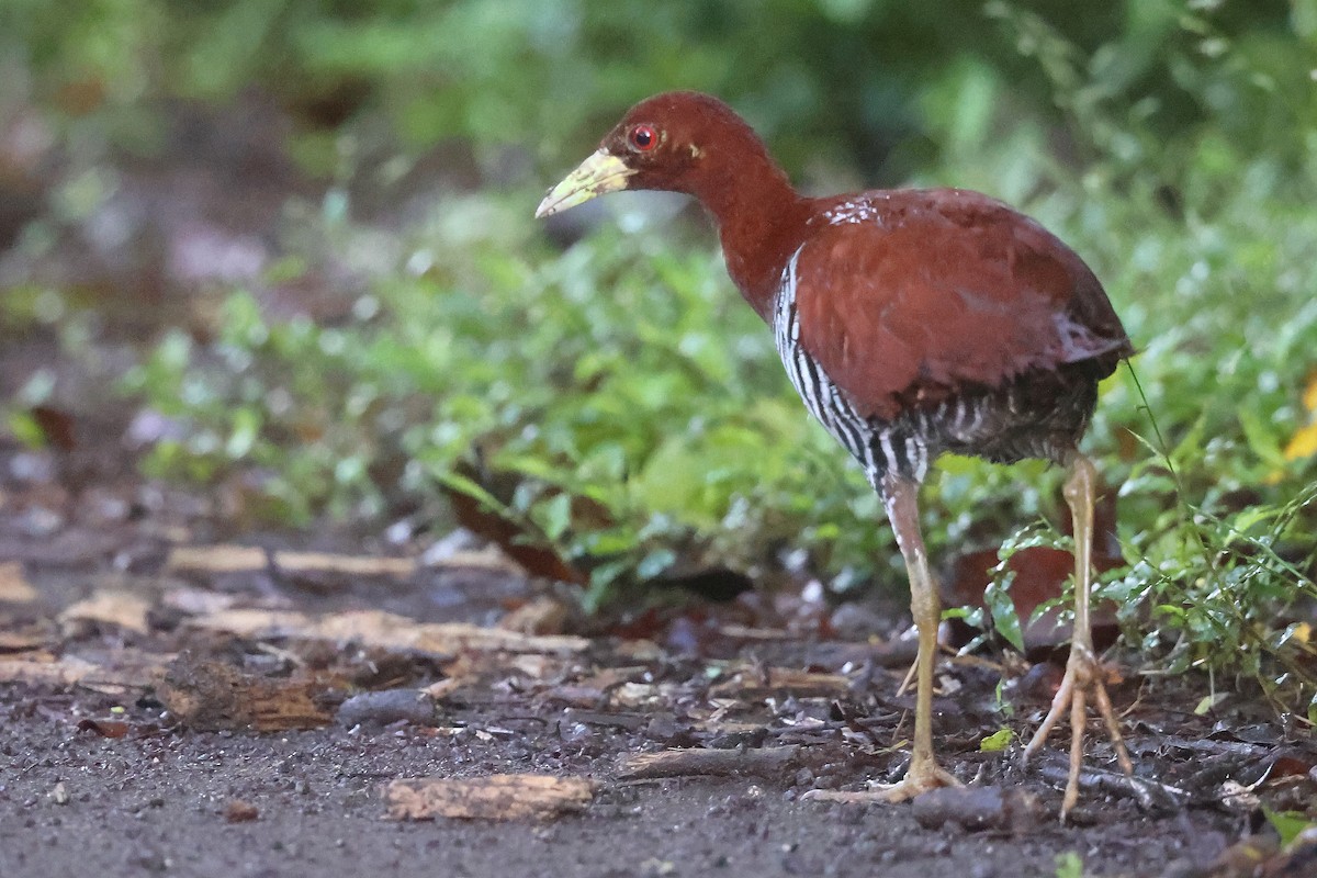 Andaman Crake - ML626277203