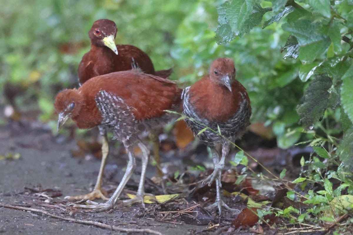 Andaman Crake - ML626277204