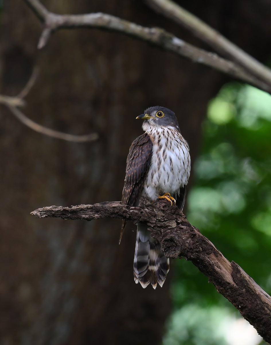 Hodgson's Hawk-Cuckoo - ML626277380