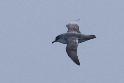 Gray Petrel - ML626277489