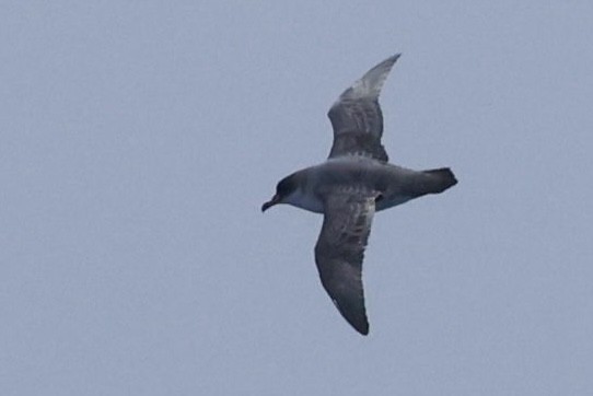 Gray Petrel - ML626277490