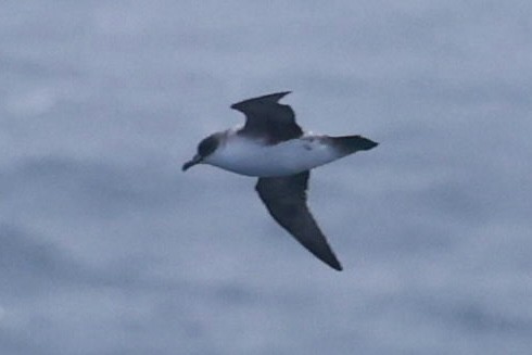 Gray Petrel - ML626277491