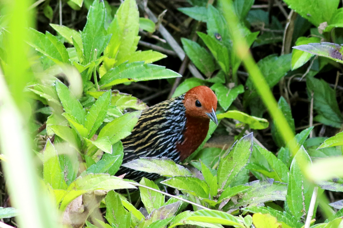 Madagascar Flufftail - ML626277493