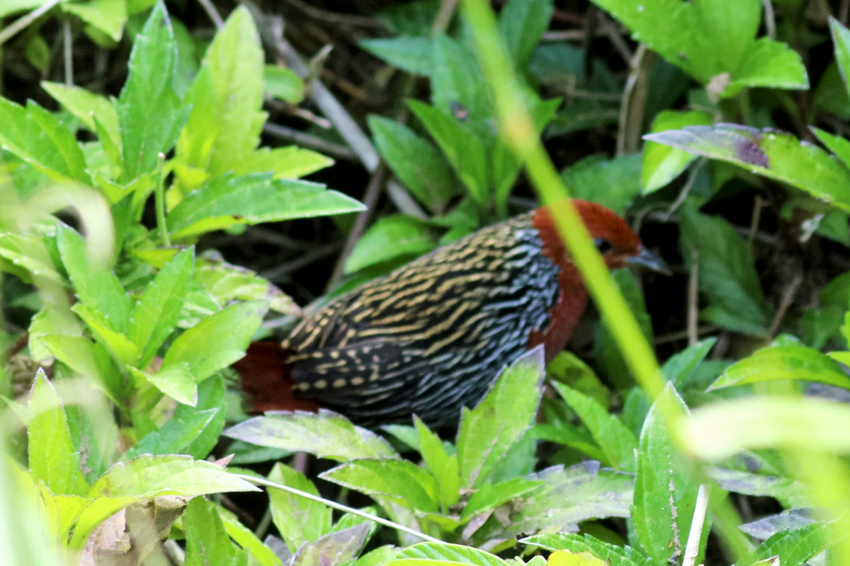 Madagascar Flufftail - ML626277494