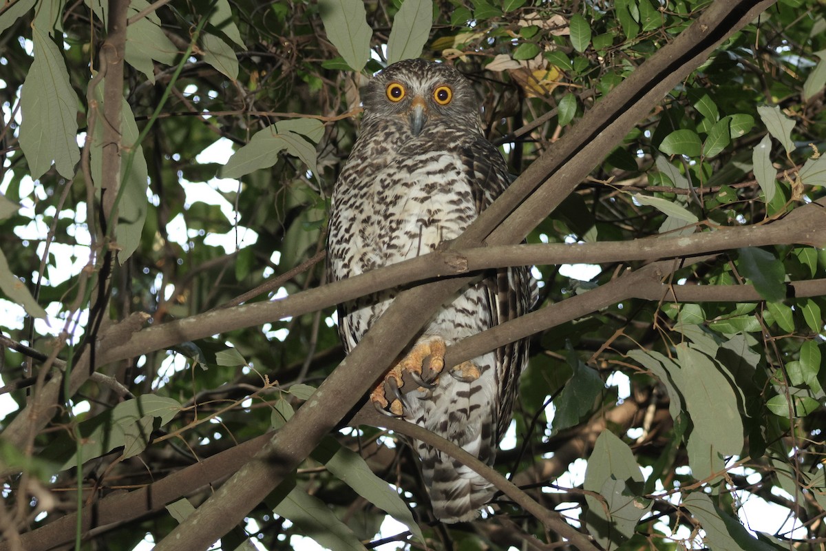 Powerful Owl - ML626277585