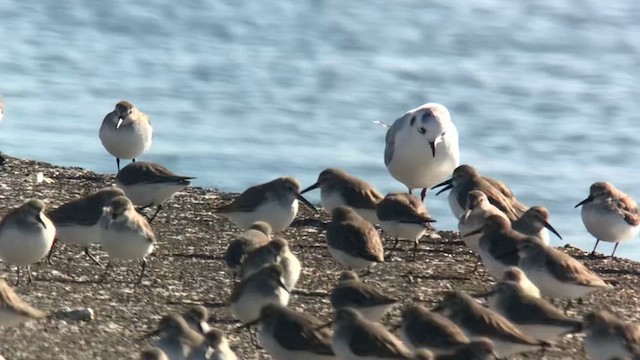 Saunders's Gull - ML626277591