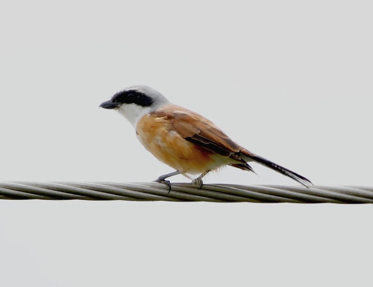Emin's Shrike - ML626277632