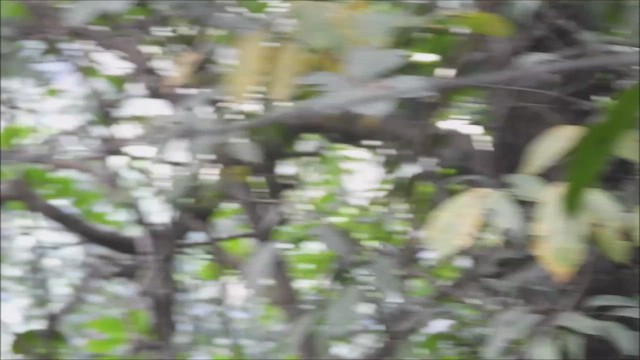 Chestnut-bellied Nuthatch - ML626277729