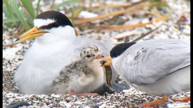 Little Tern - ML626277759