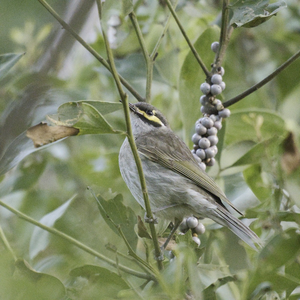 gulstripehonningeter - ML626277867