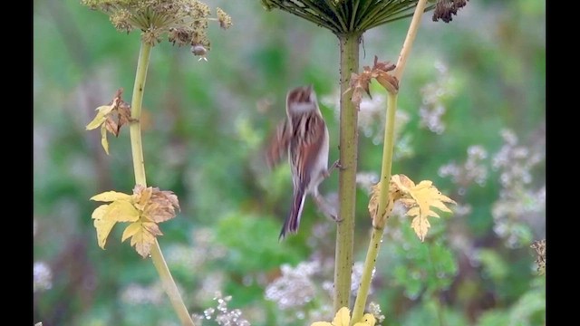 Reed Bunting - ML626277873