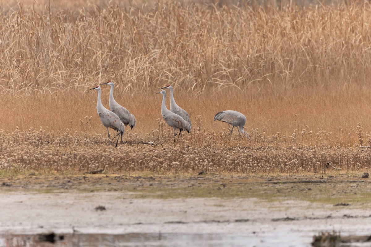 Sandhill Crane - ML626277883