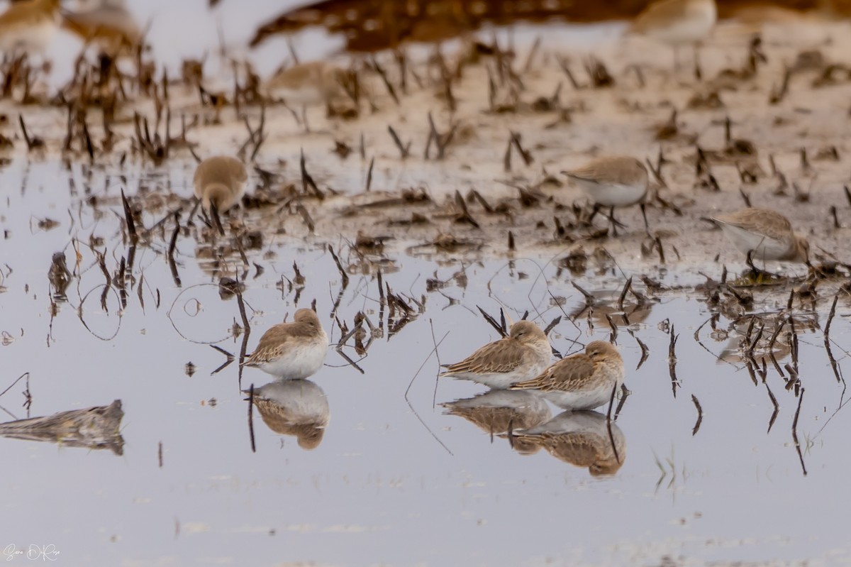 Dunlin - ML626277907