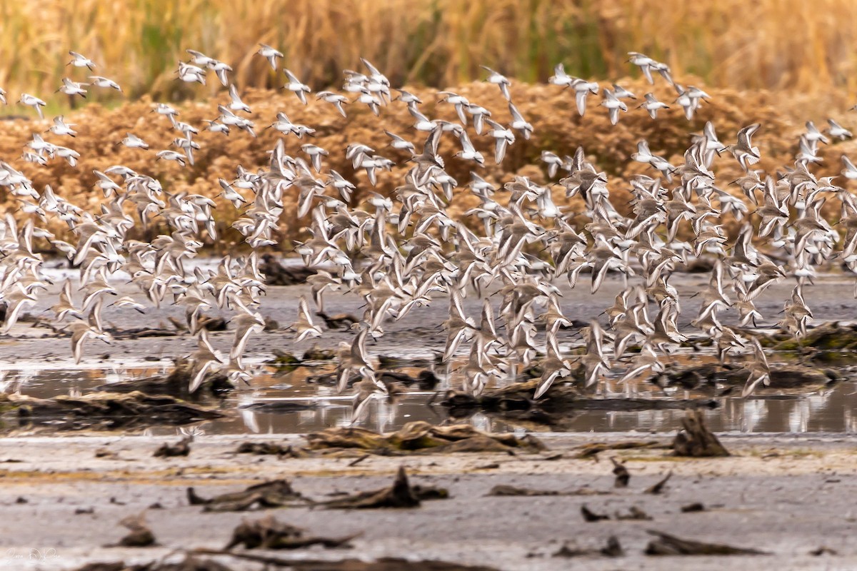 Dunlin - ML626277908