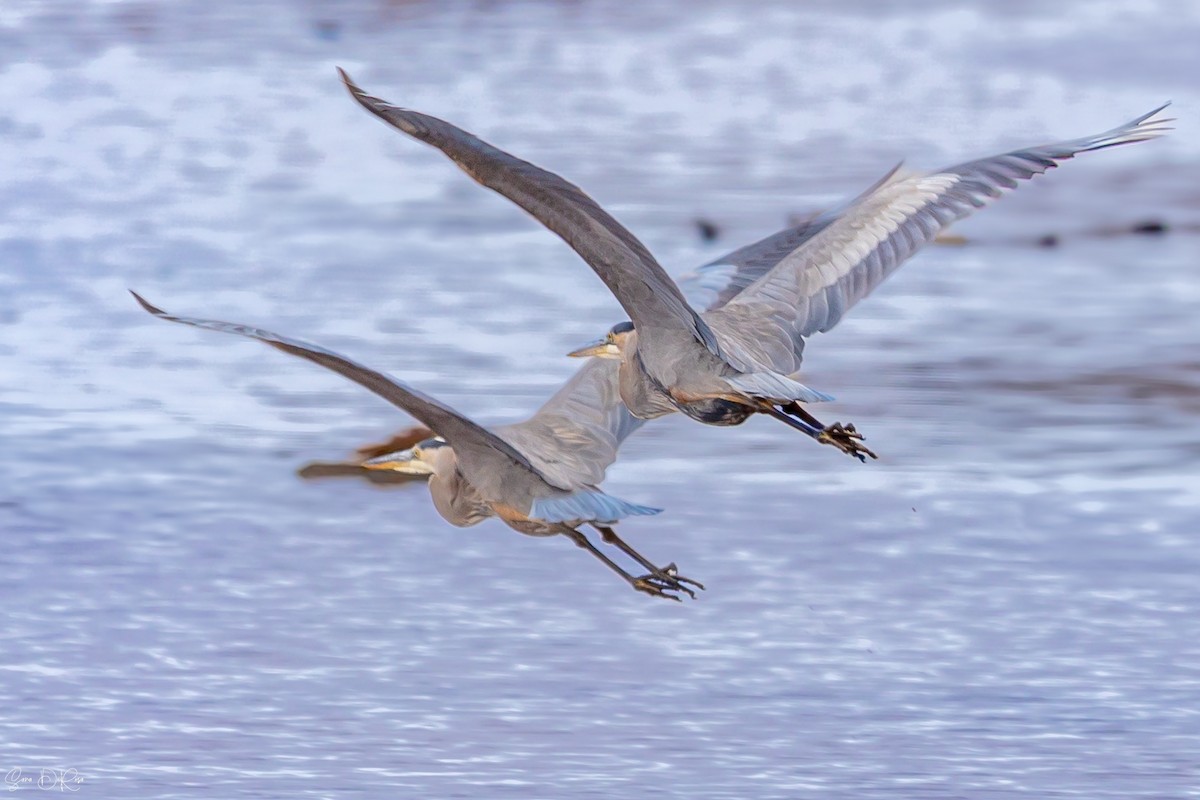 Great Blue Heron - ML626277910
