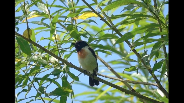 Amur Stonechat - ML626277943