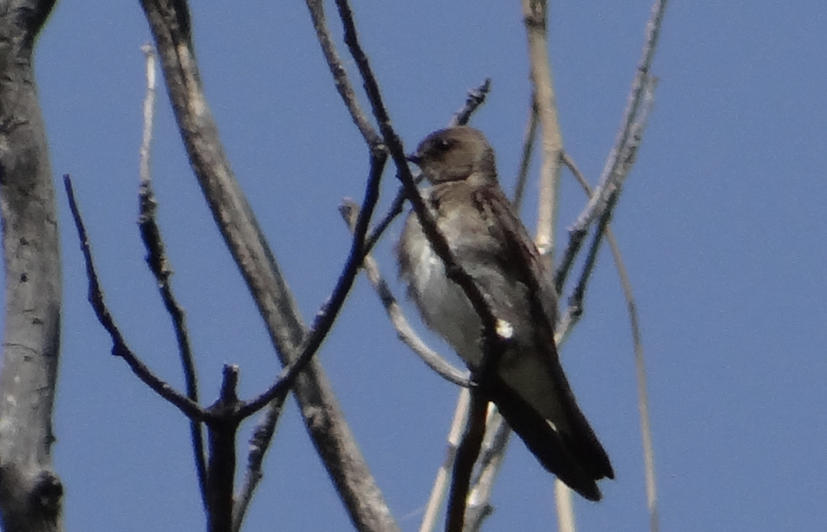 Northern Rough-winged Swallow - ML62627821