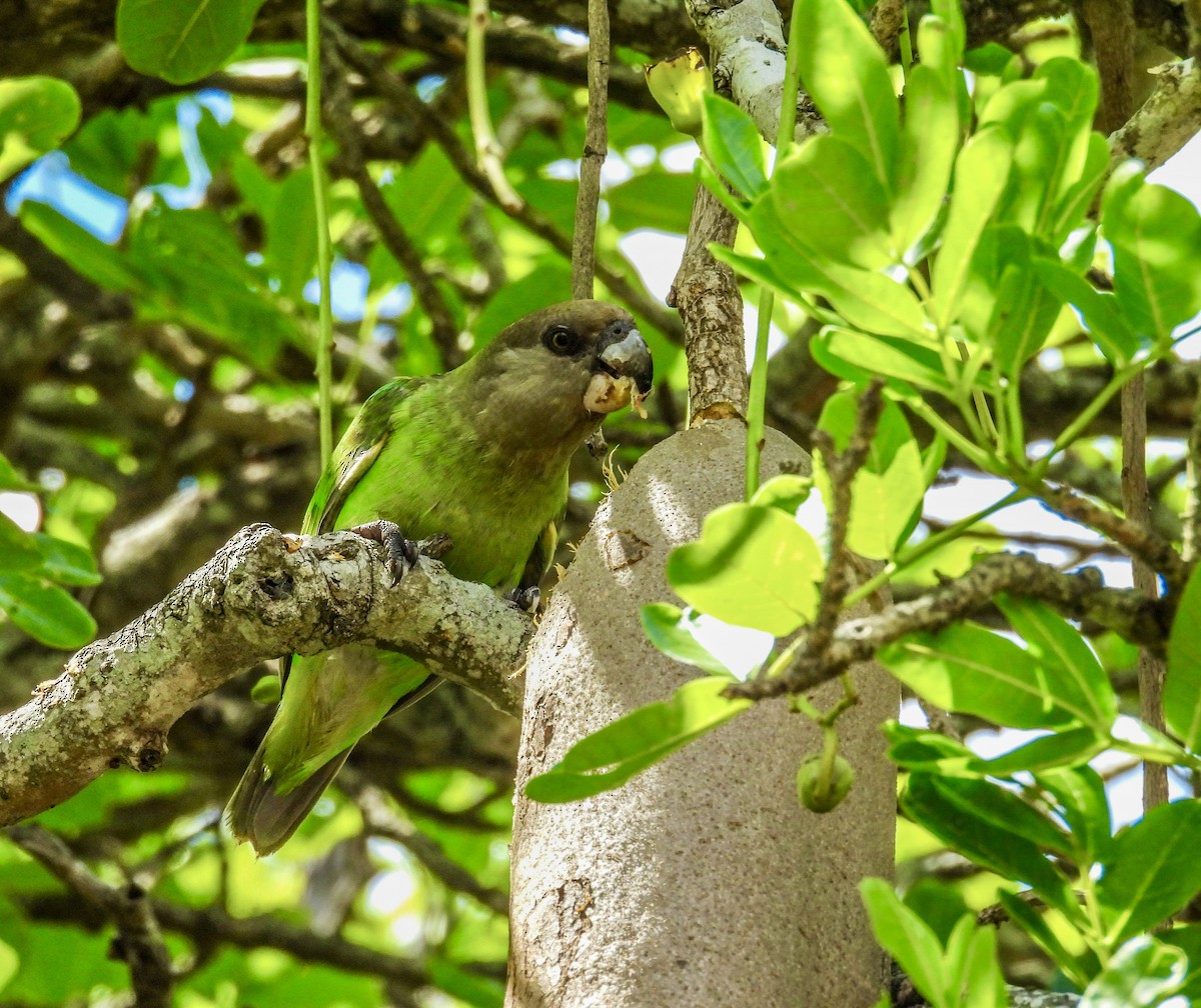 チャガシラハネナガインコ - ML626278344