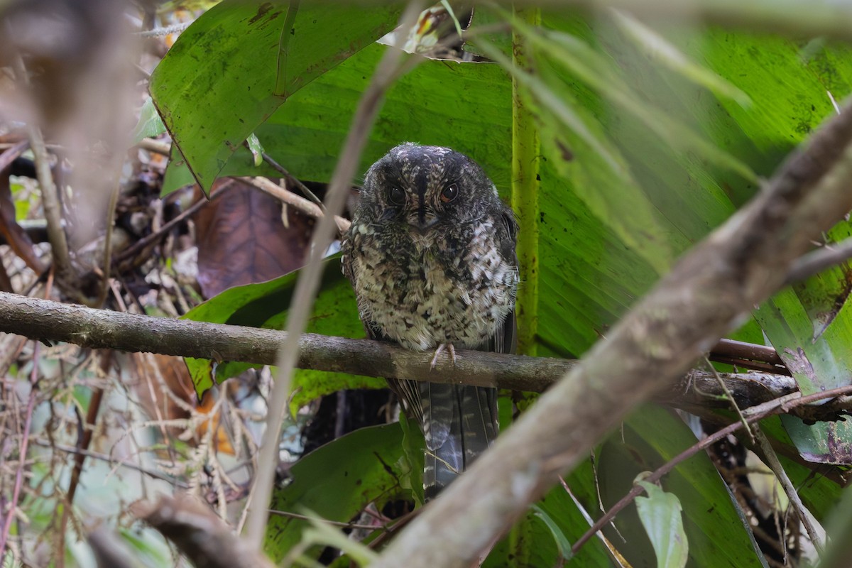 Mountain Owlet-nightjar - ML626278345