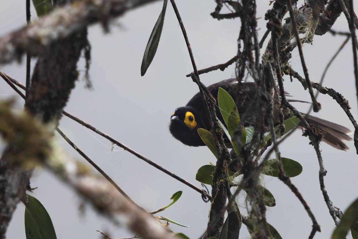 Arfak Honeyeater - ML626278379