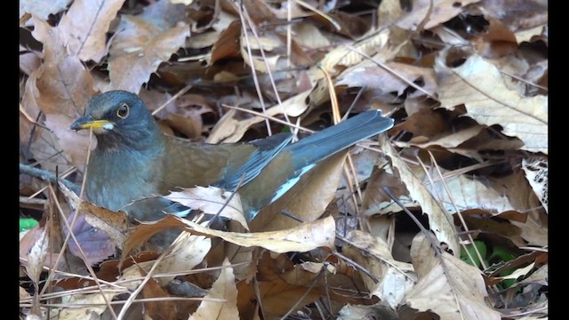 シロハラ - ML626278535