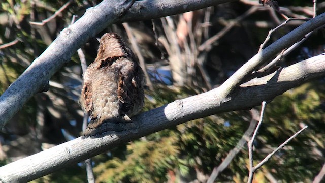 Eurasian Wryneck - eBird