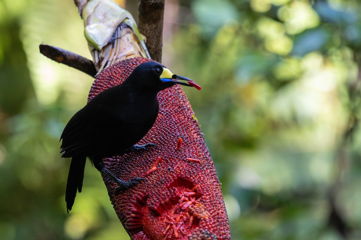 Long-tailed Paradigalla - ML626278567