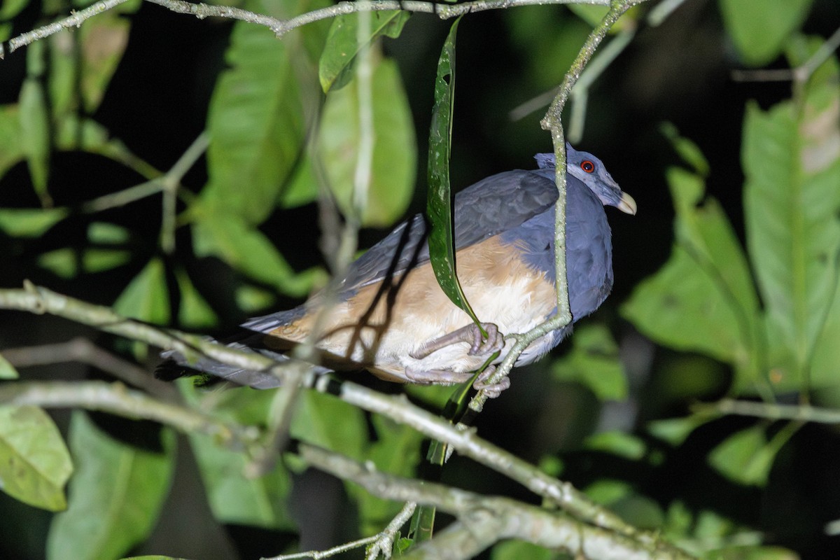 Thick-billed Ground-Pigeon - ML626278601