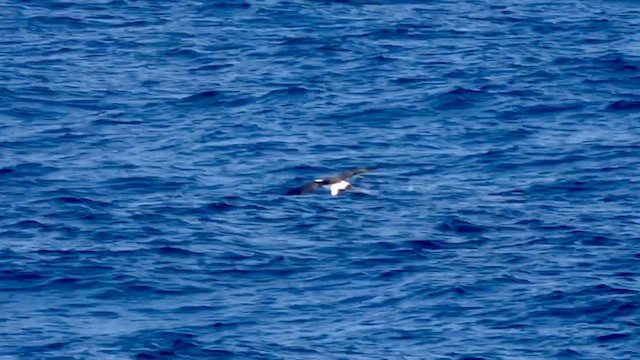 Albatros de Laysan - ML626278707