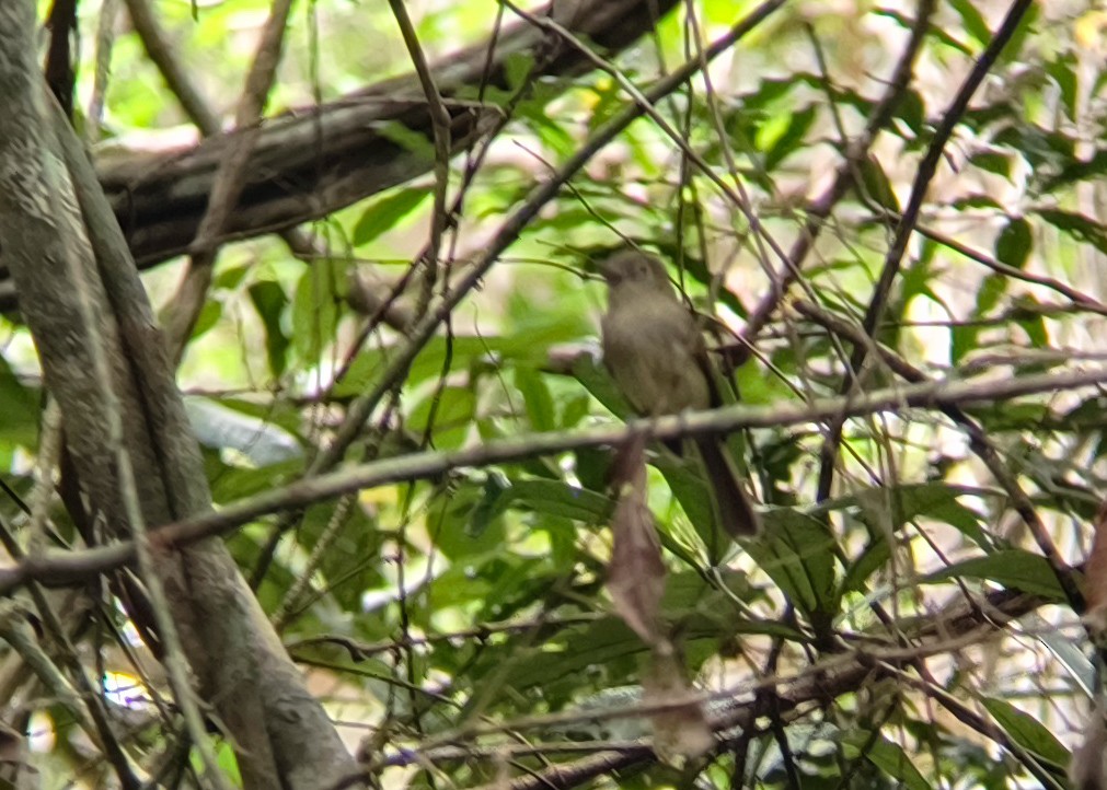 Eastern Olivaceous Flatbill - ML626278714