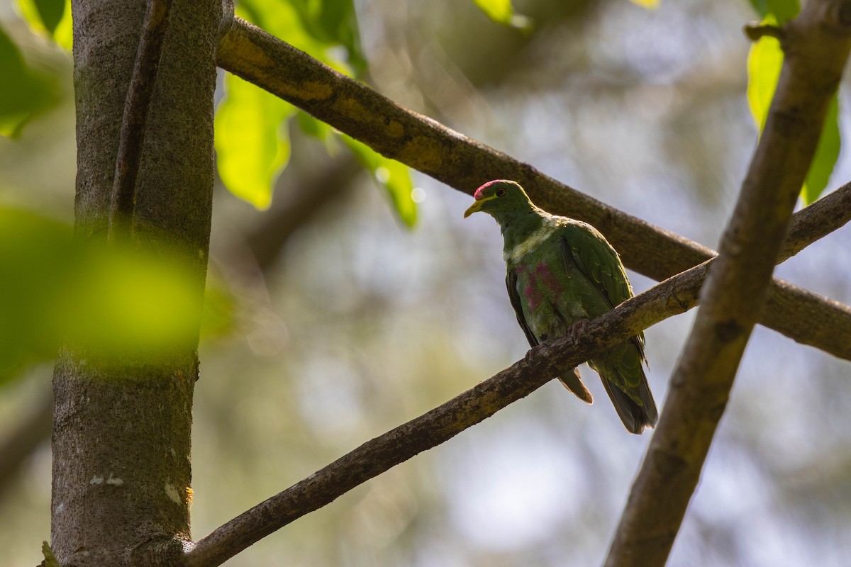 White-breasted Fruit-Dove (Moluccan) - ML626278778