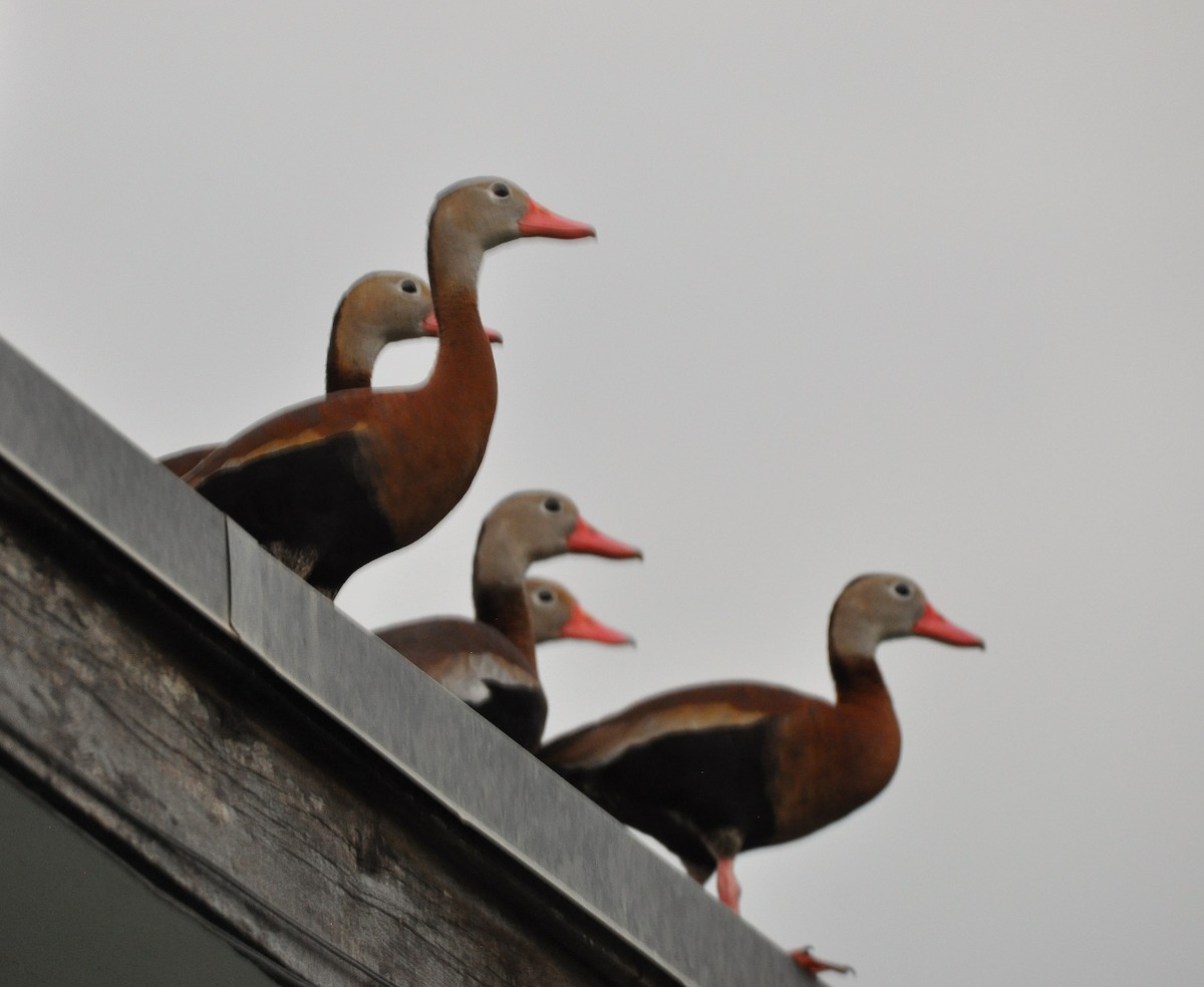 Black-bellied Whistling-Duck - ML626278799