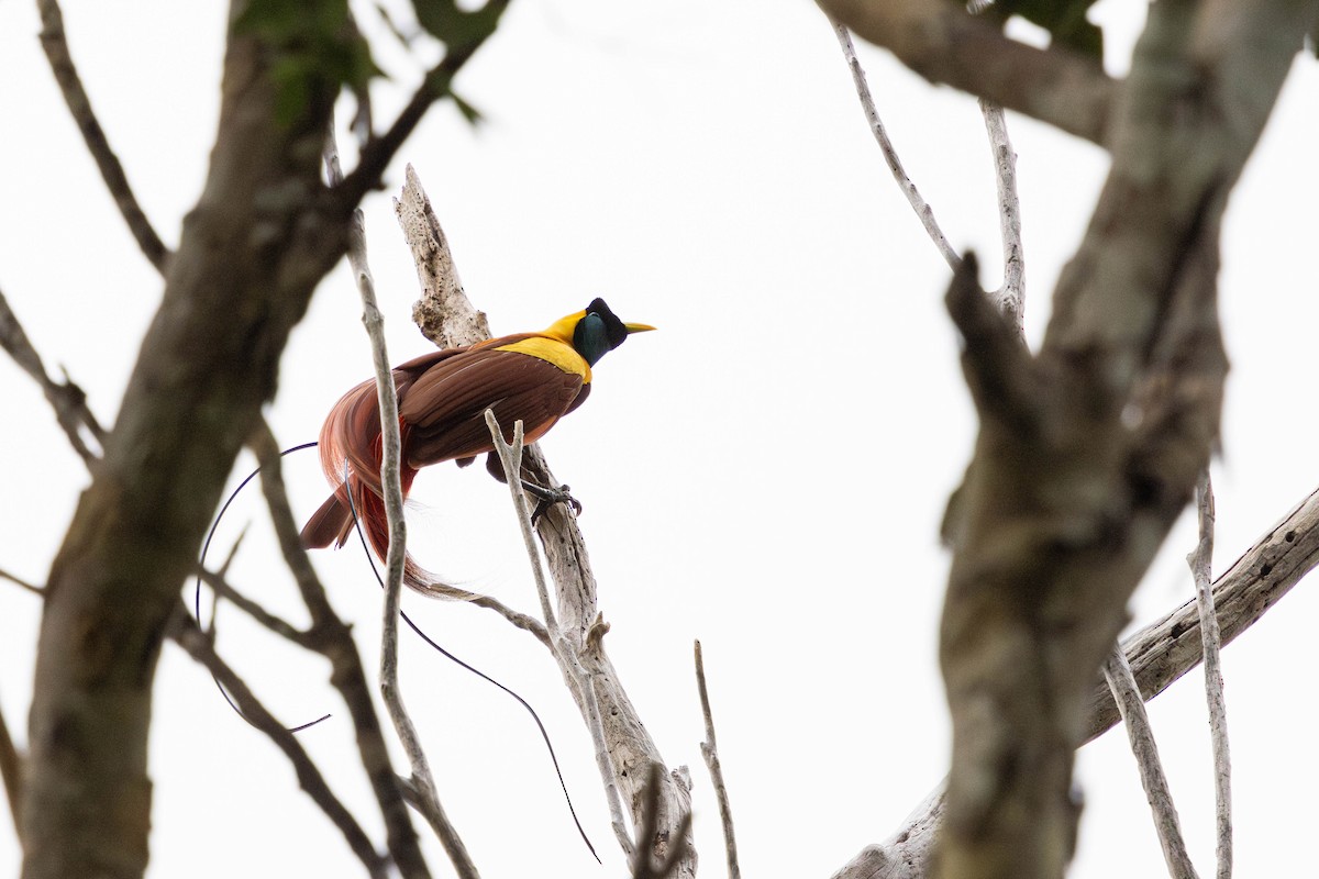 Red Bird-of-Paradise - ML626278818