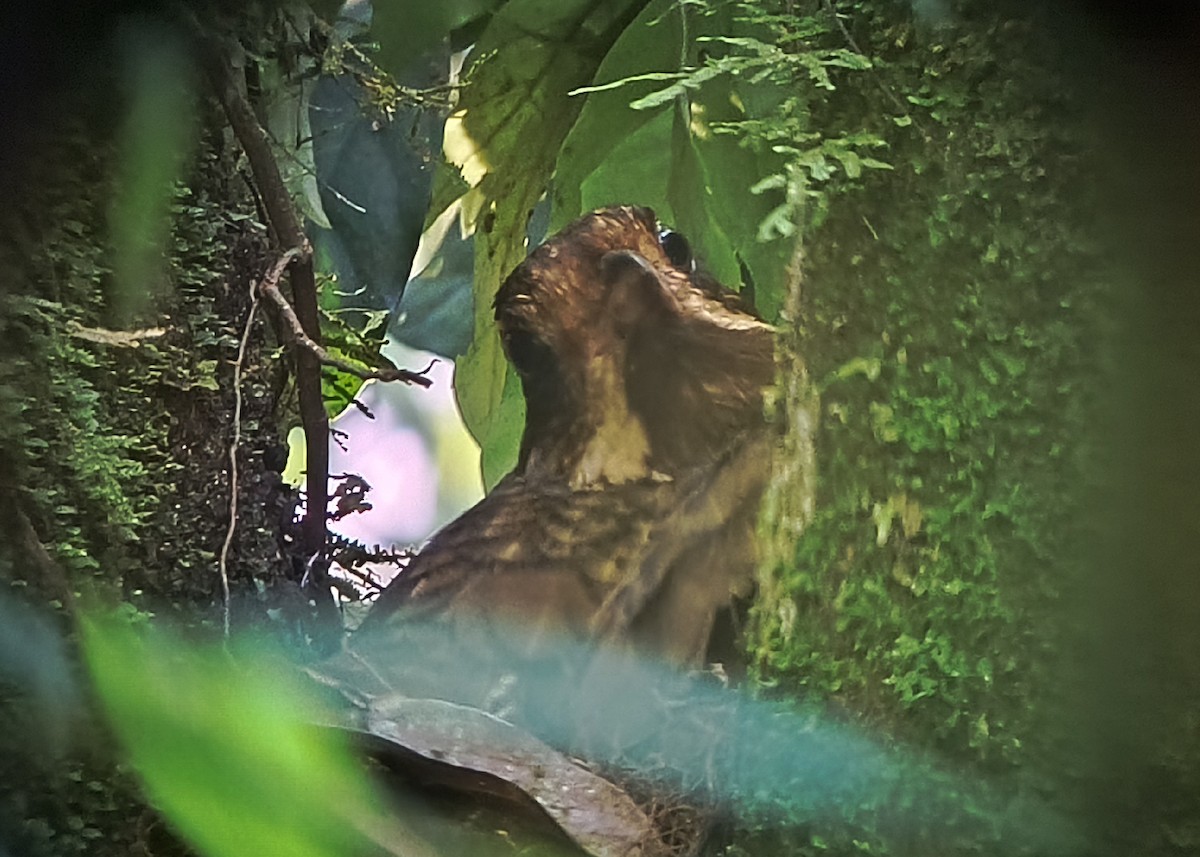 Variegated Antpitta - ML626278867