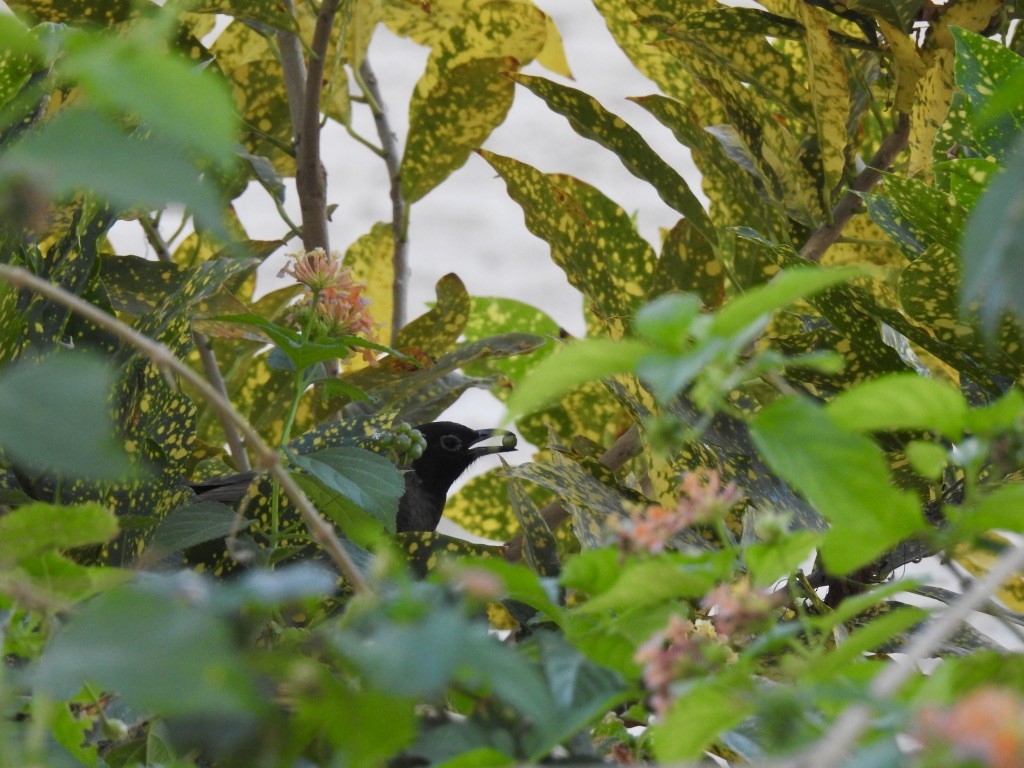 White-spectacled Bulbul - ML626278985