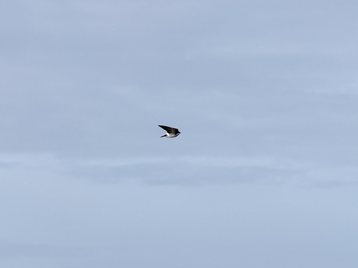 Chilean Swallow - ML626278998
