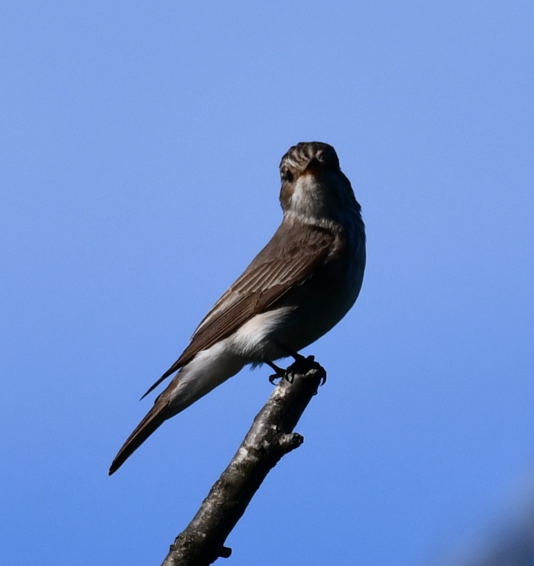 Бөртөт намнаахай - ML626279466