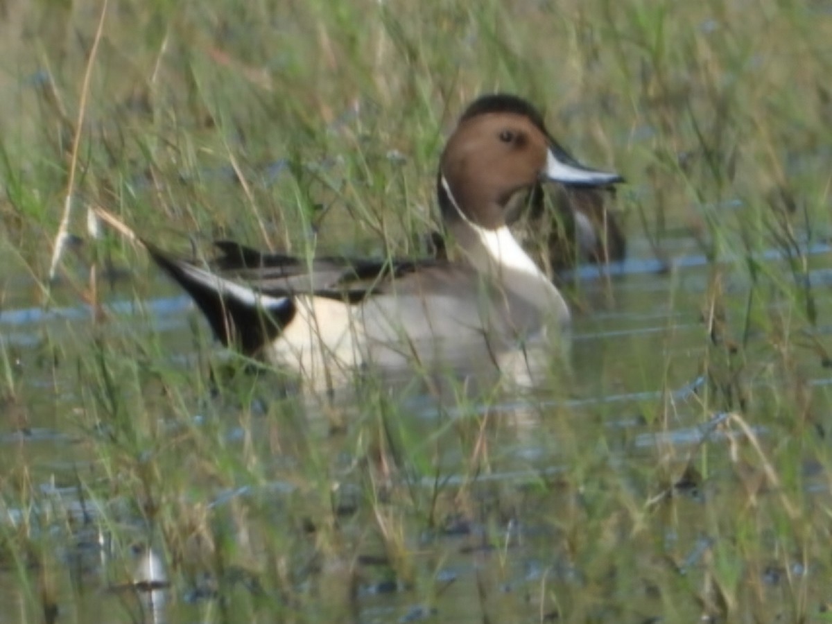 Northern Pintail - ML626279530