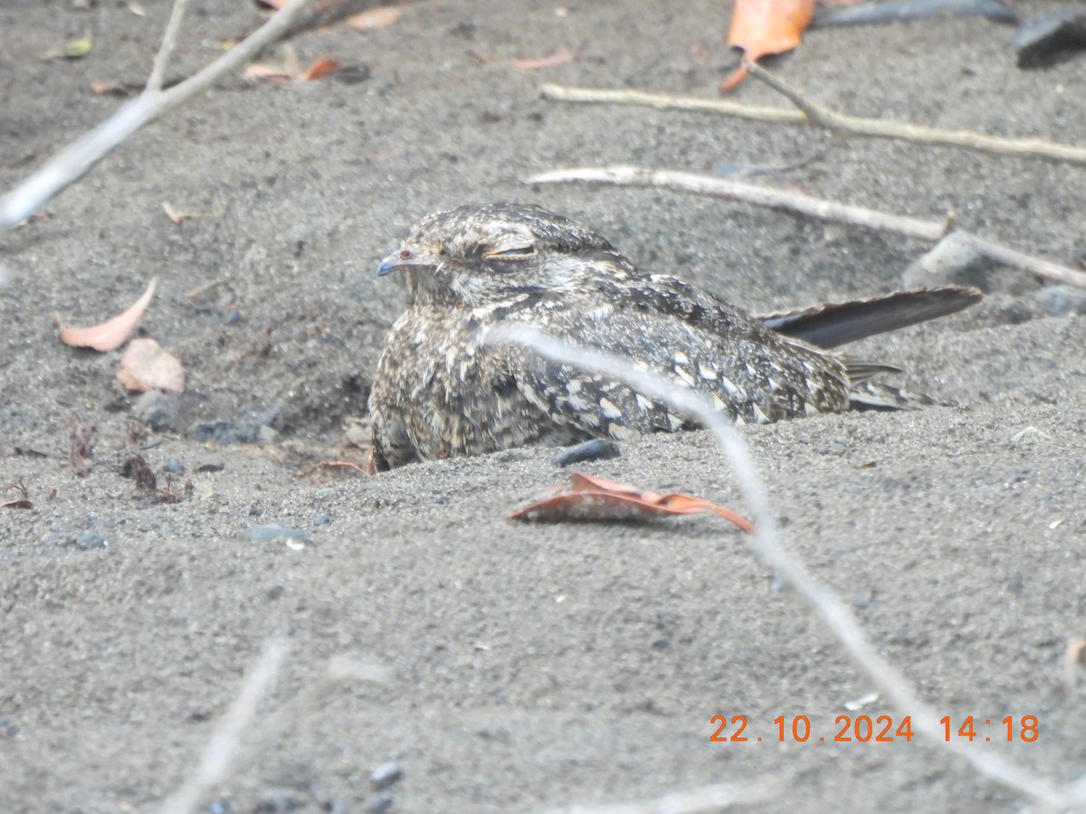 Savanna Nightjar (Sunda) - ML626279544