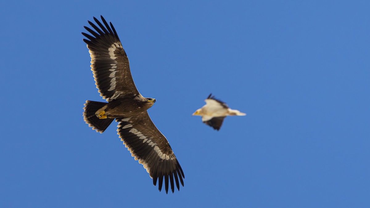 Steppe Eagle - ML626279718