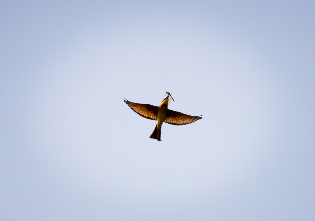 Chestnut-headed Bee-eater - ML626279824