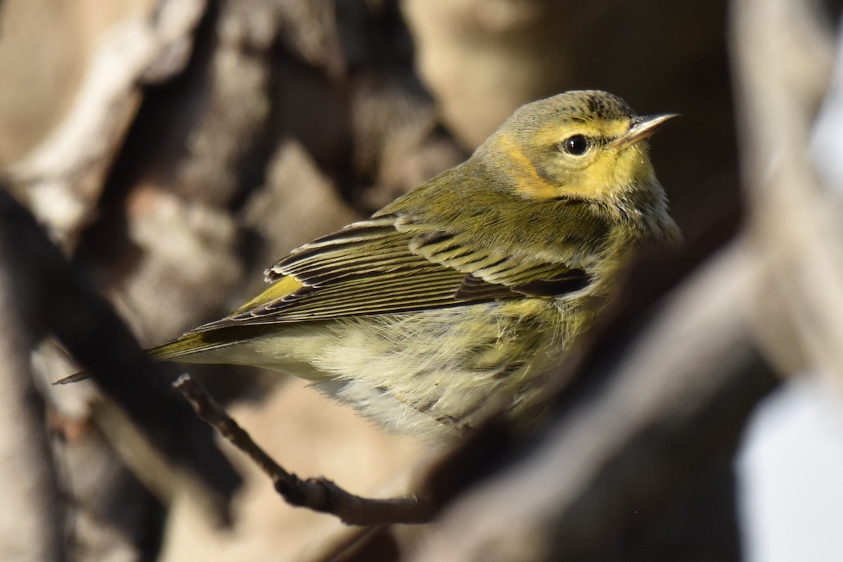 Cape May Warbler - ML626279852