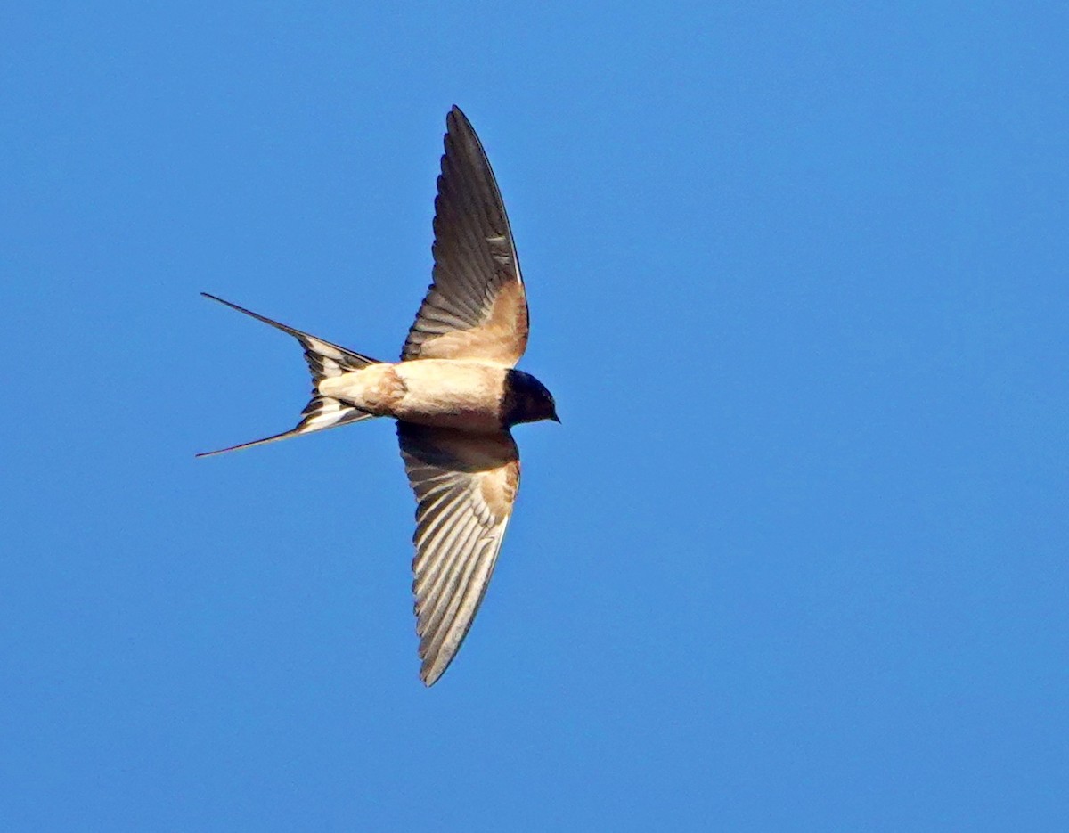 Barn Swallow - ML626279864