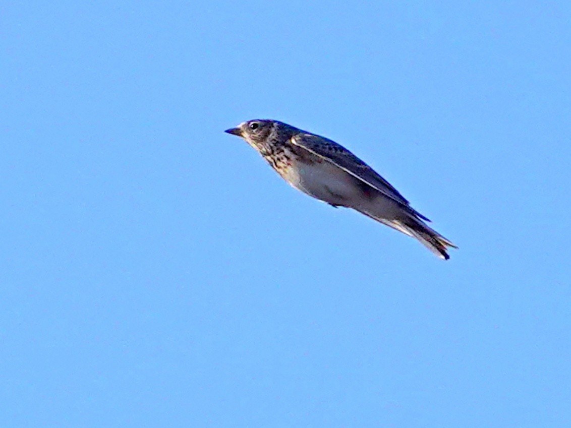 Eurasian Skylark - ML626279877