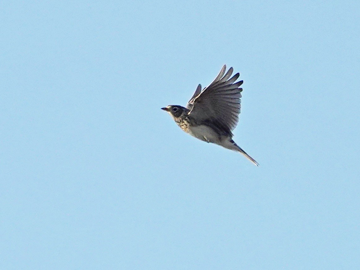 Eurasian Skylark - ML626279878